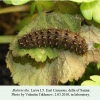 clossiiana dia samur larva l5